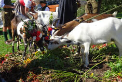 Bauernherbstfest  Hinterthal 2024 Bild 14